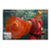 Tekken 7 Paul Phoenix 1/12 Scale Action Figure